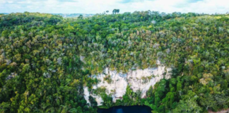 Cocodrilo Dorado - El Sol de Yucatán